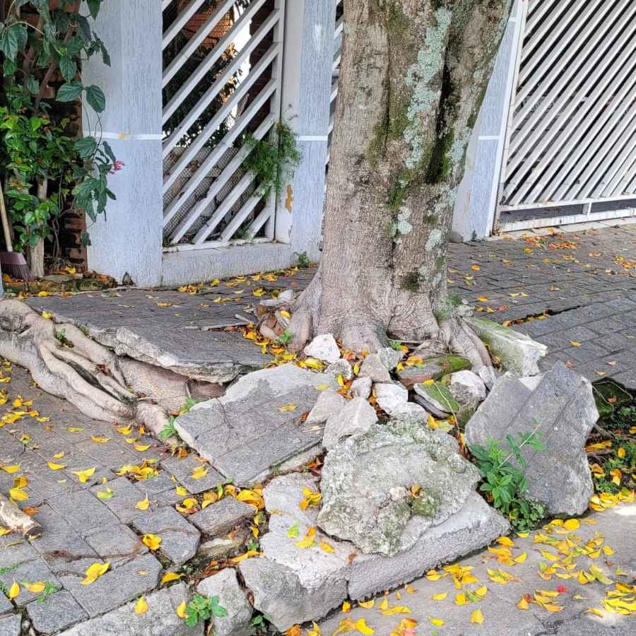 Imagem da publicação