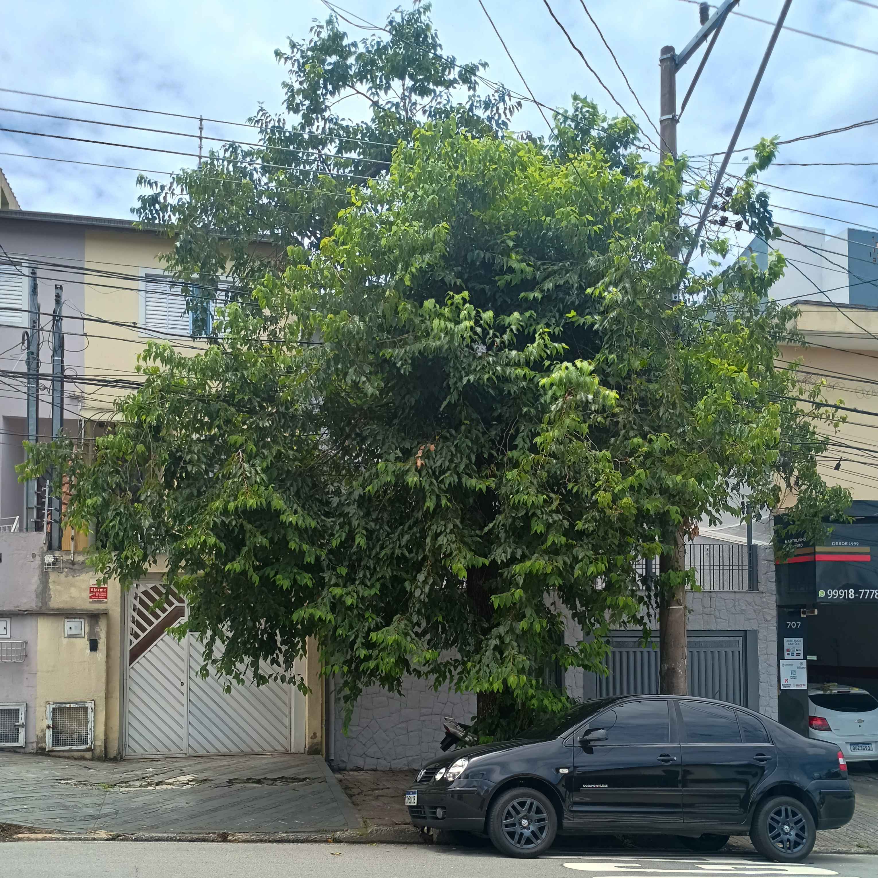 Imagem da publicação