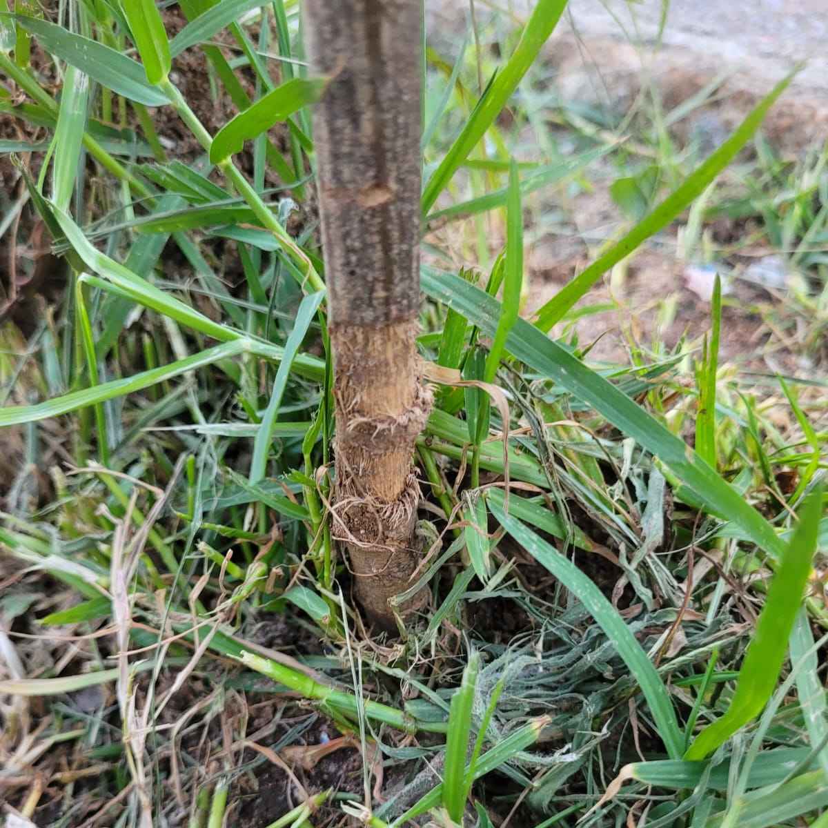 Imagem da publicação