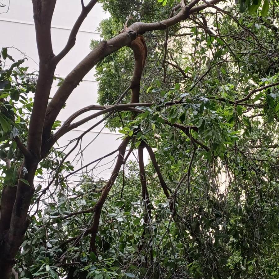 Imagem da publicação