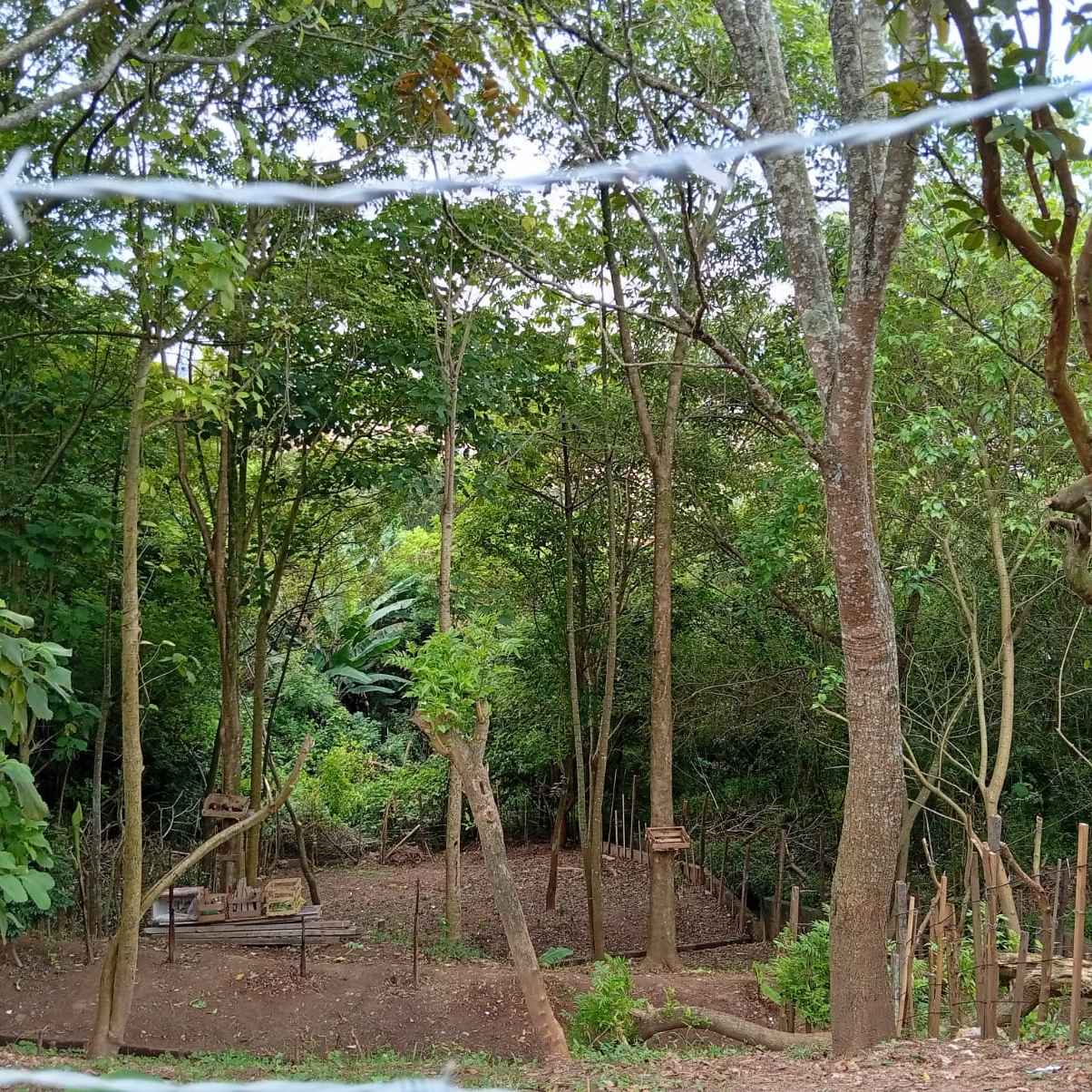 Imagem da publicação