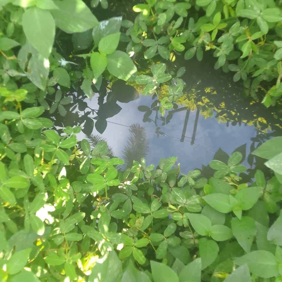 Imagem da publicação