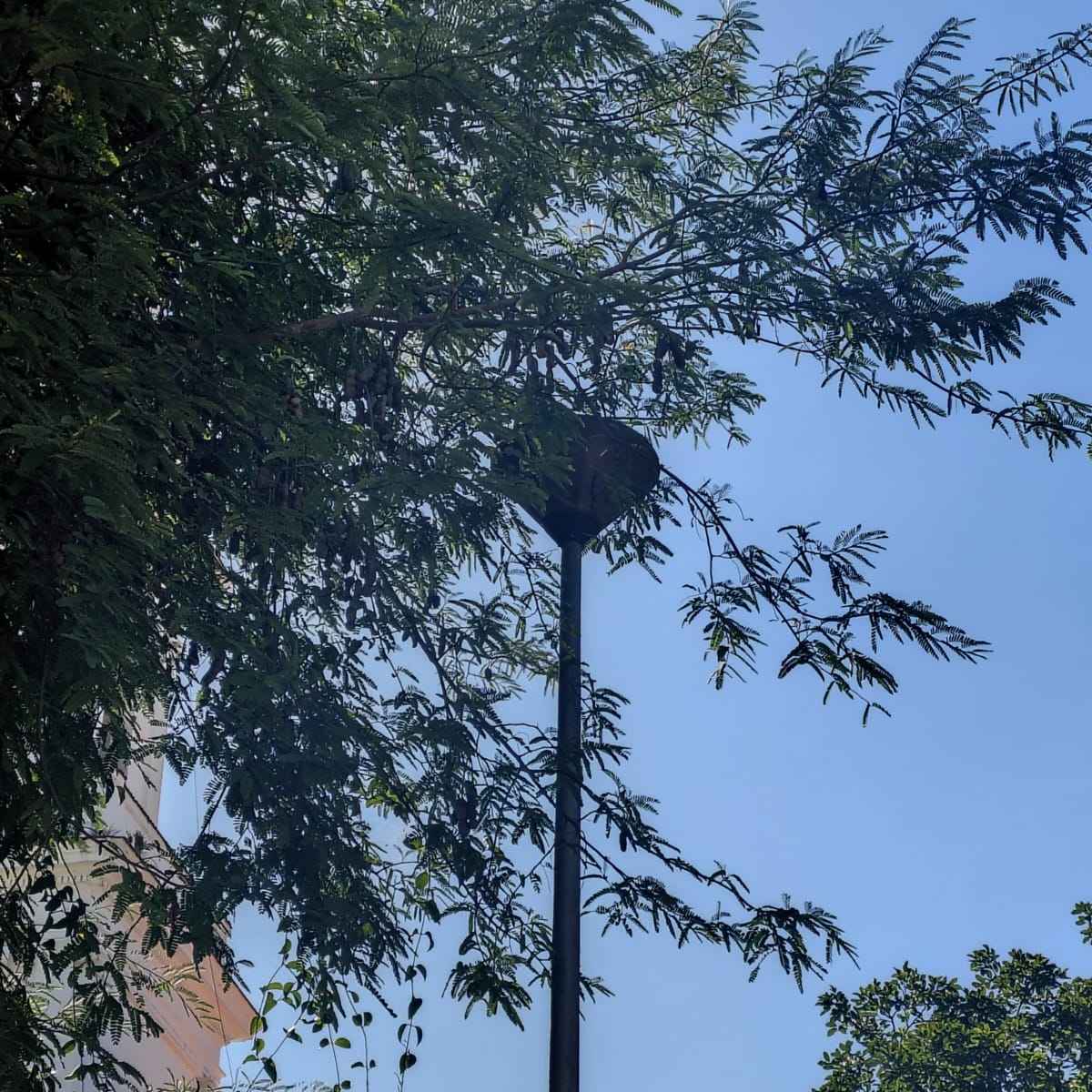 Imagem da publicação