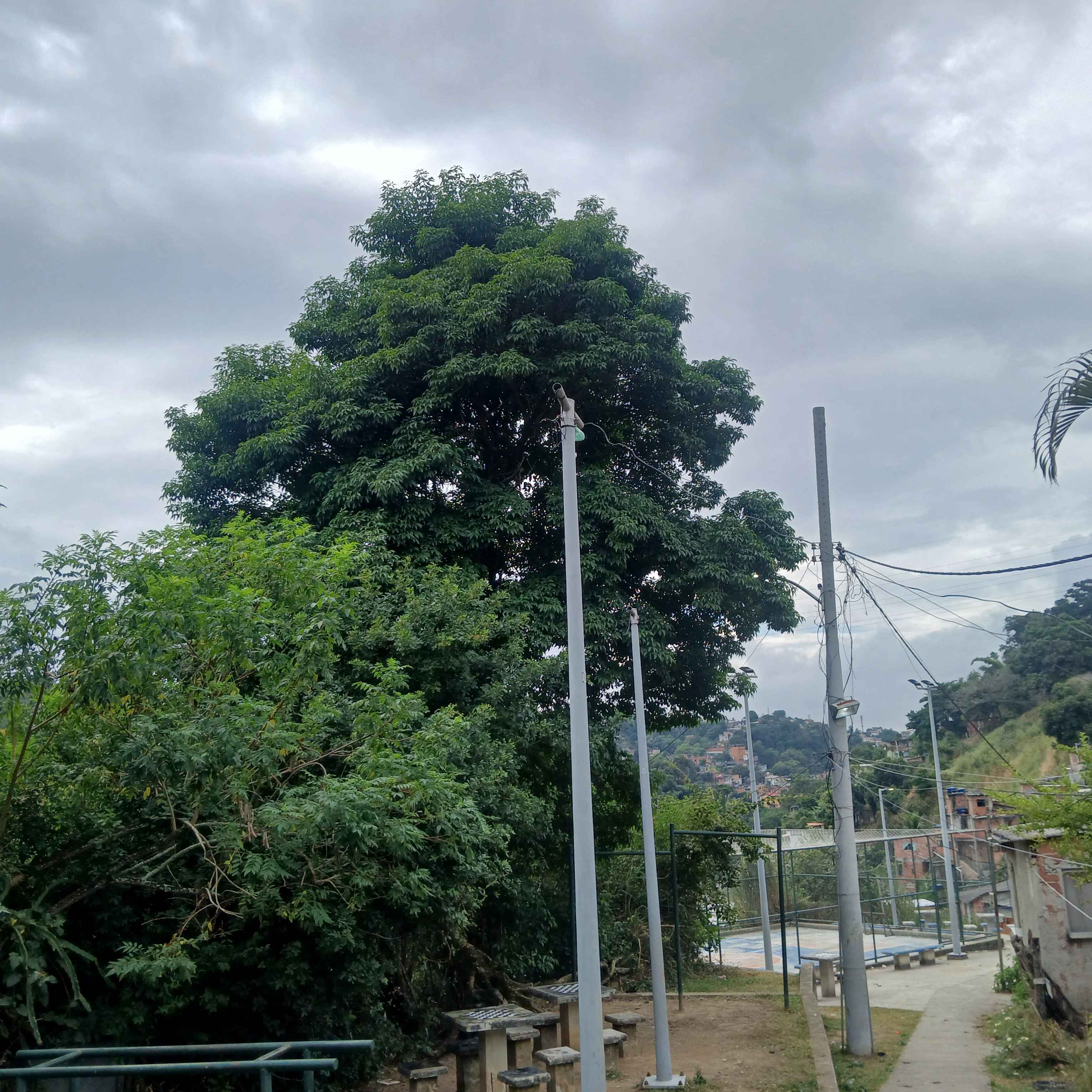 Imagem da publicação