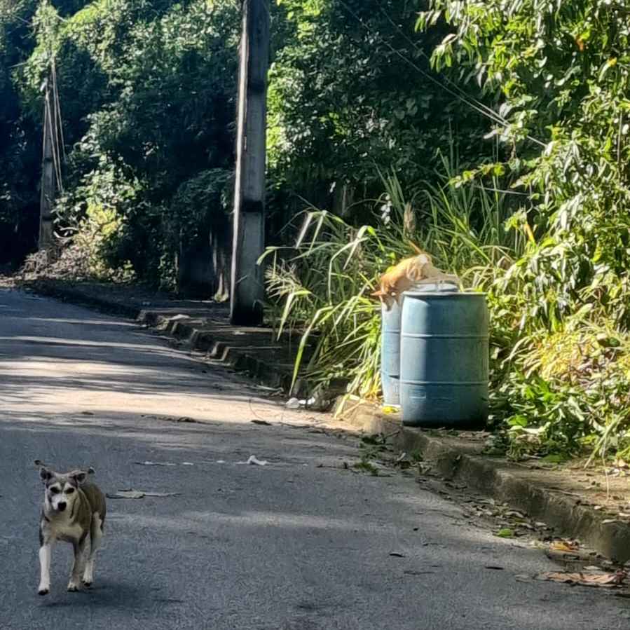 Imagem da publicação