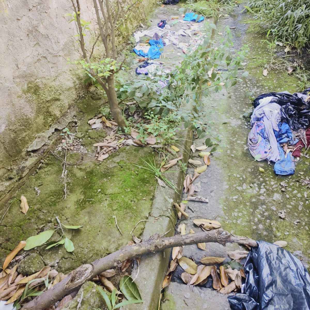 Imagem da publicação