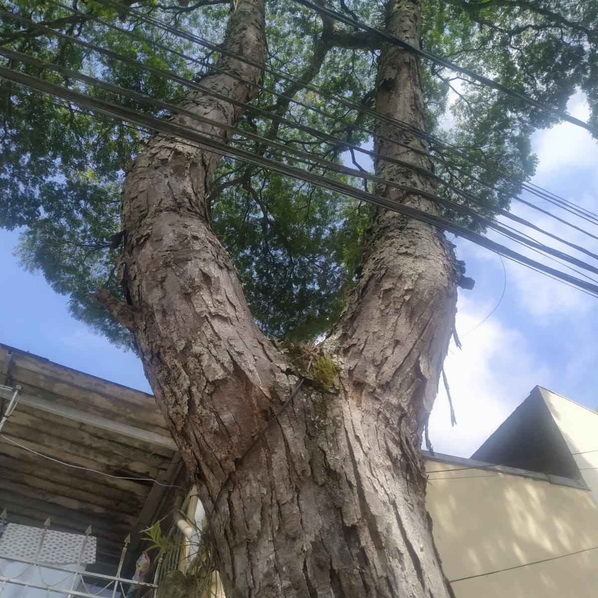 Imagem da publicação
