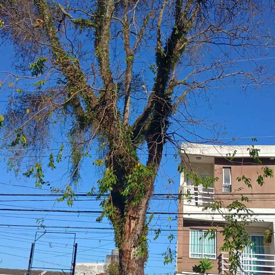 Imagem da publicação