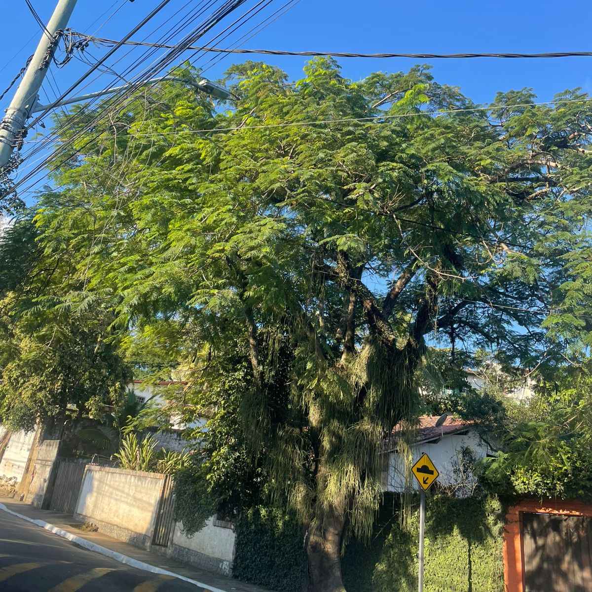 Imagem da publicação
