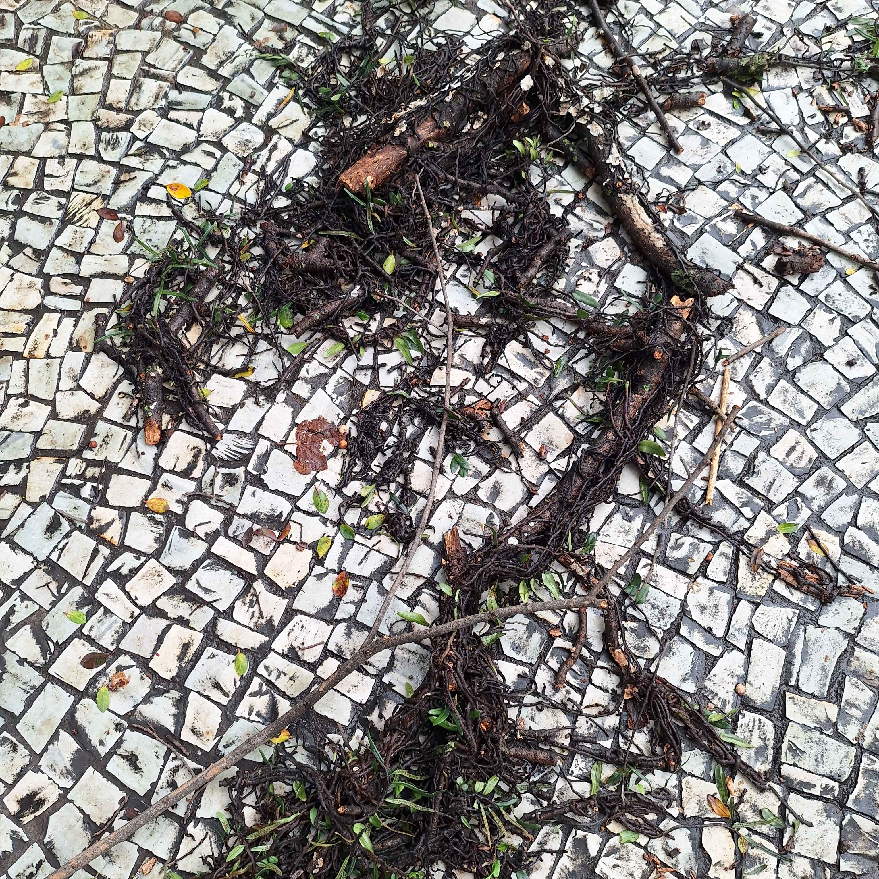 Imagem da publicação