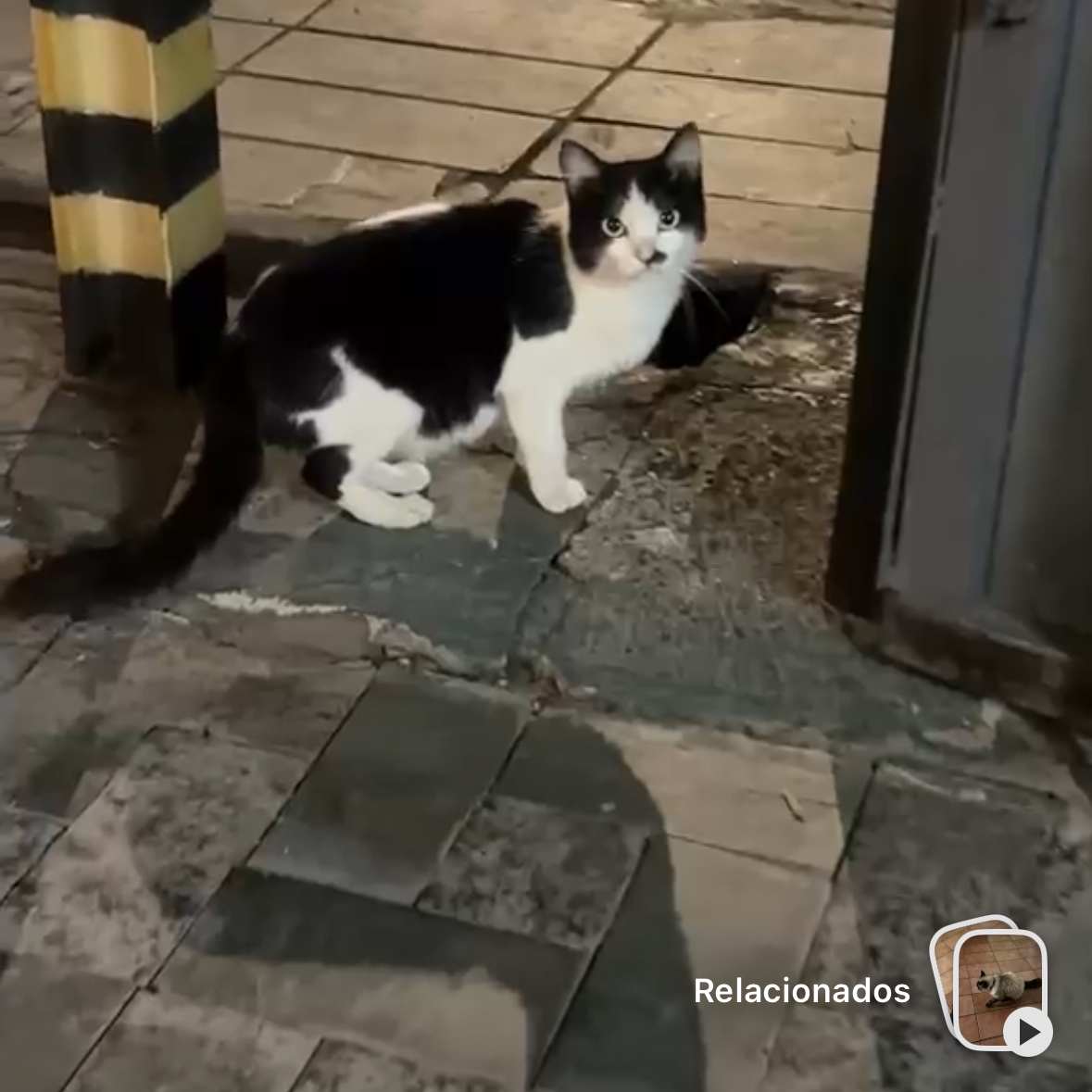 Imagem da publicação