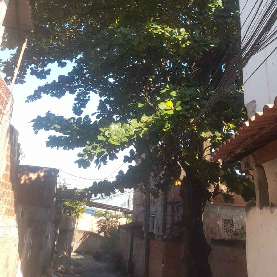 Imagem da publicação