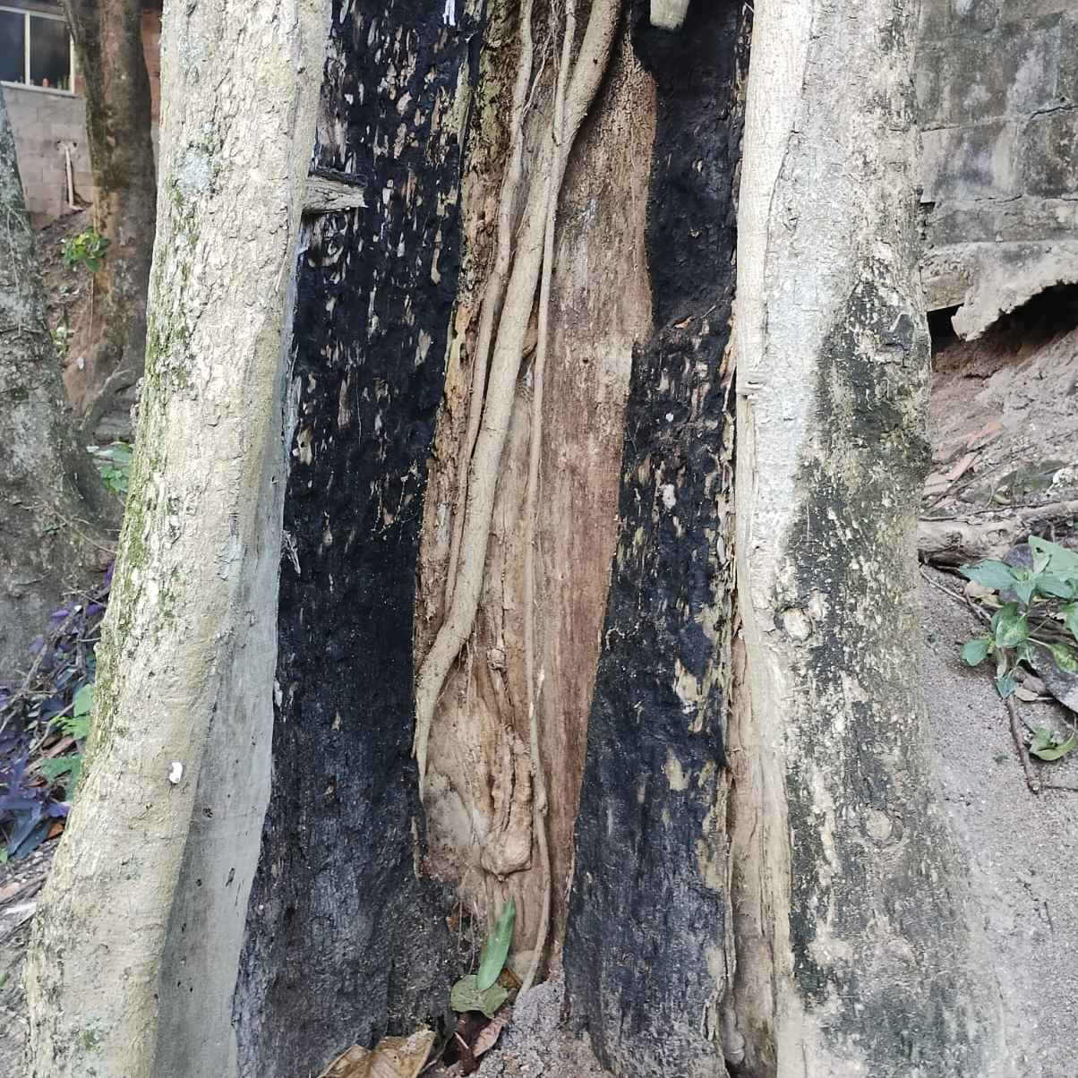 Imagem da publicação