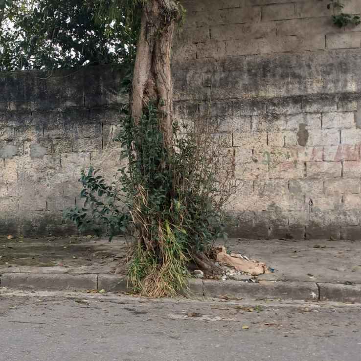 Imagem da publicação