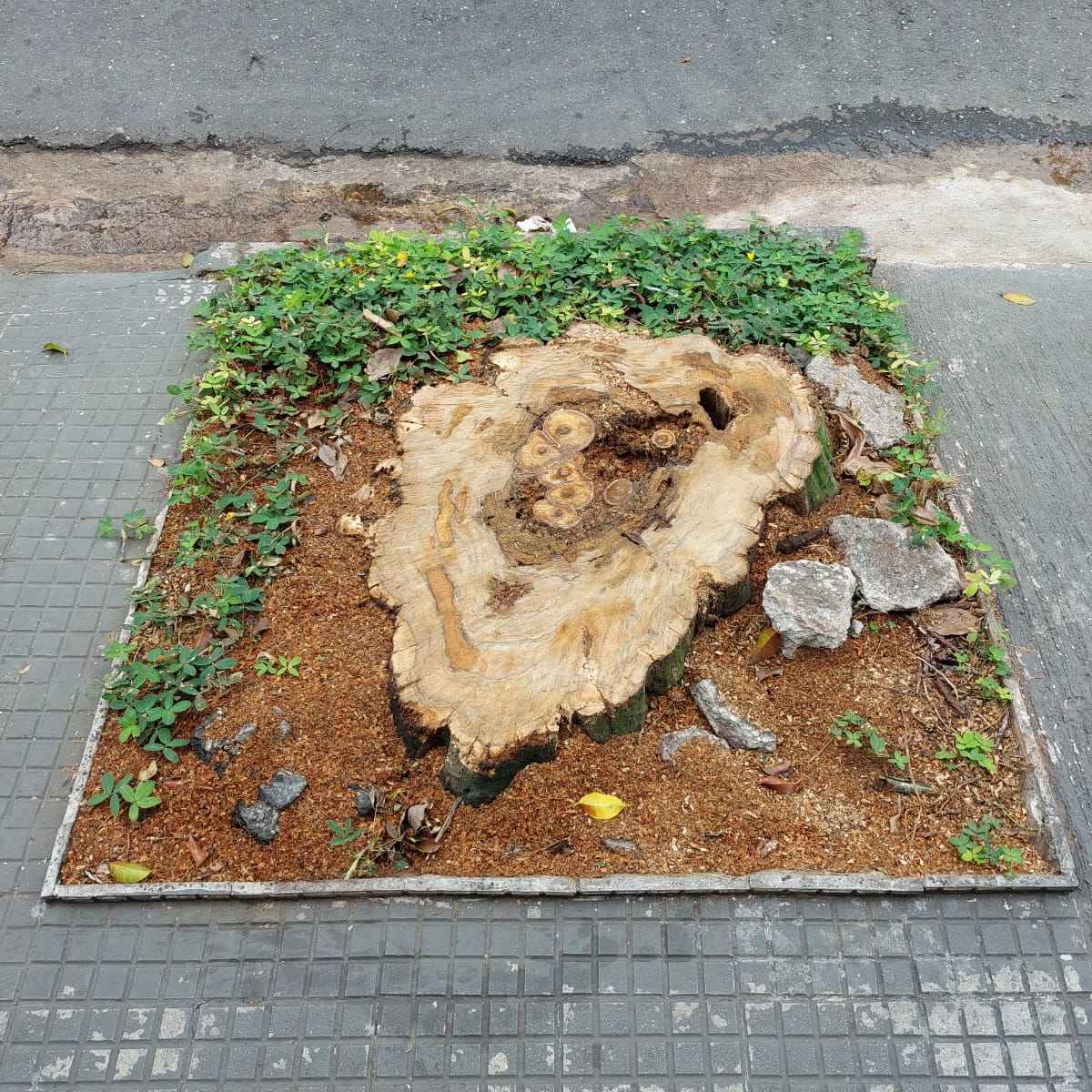 Imagem da publicação