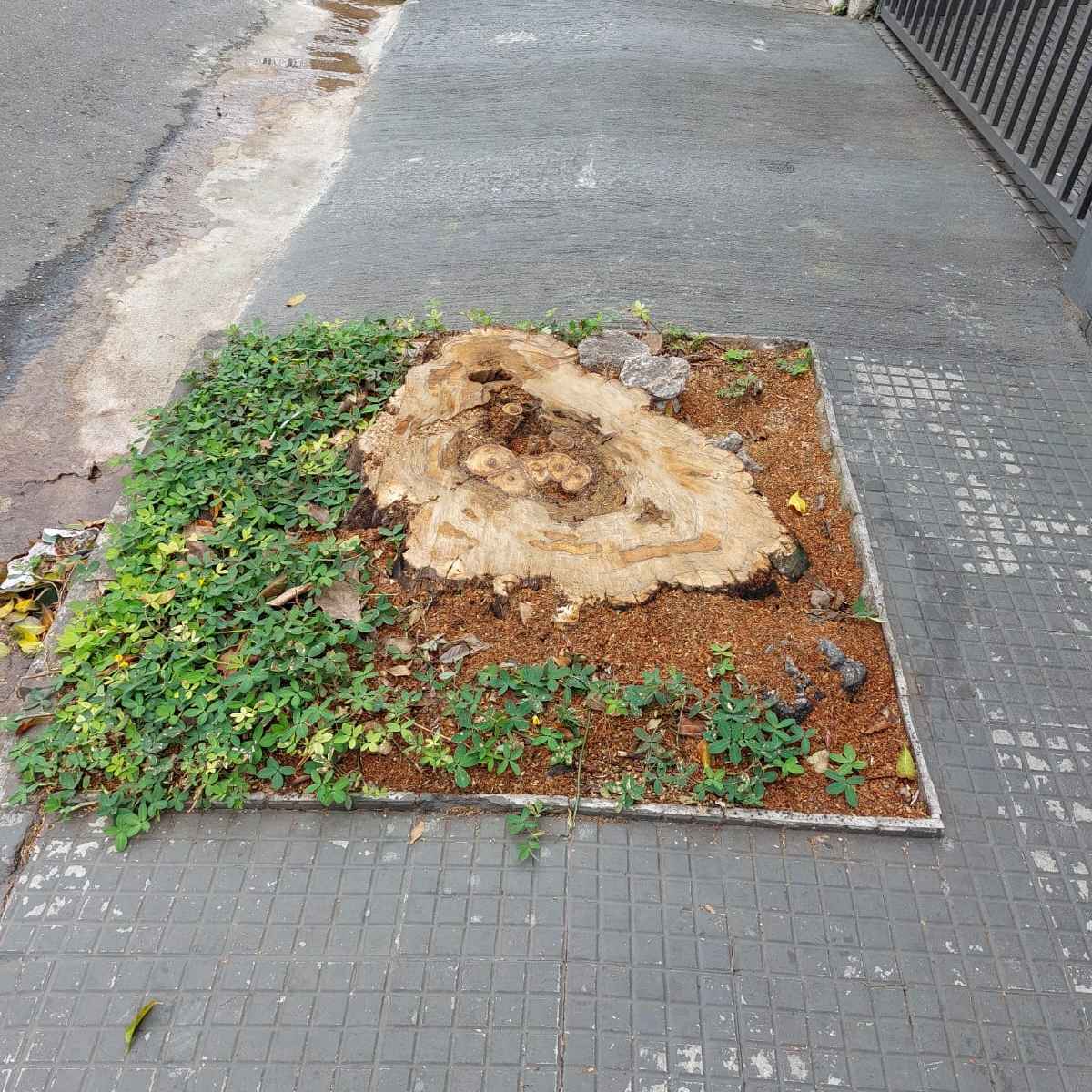 Imagem da publicação