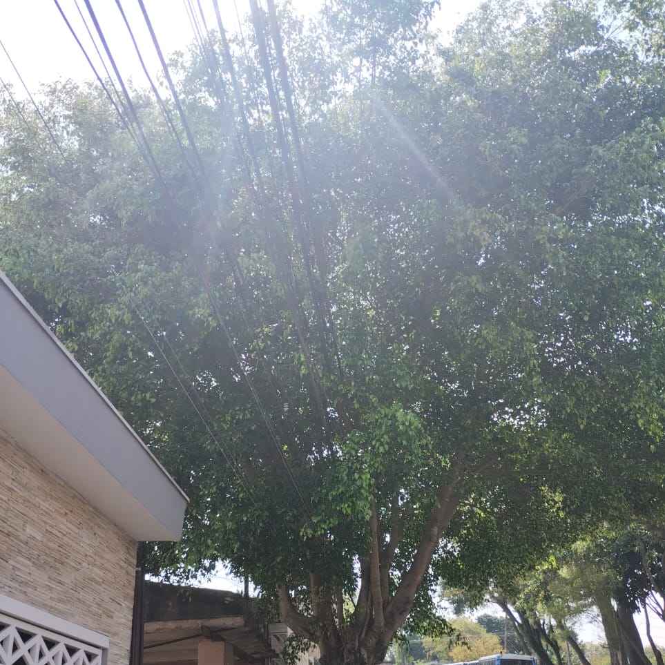Imagem da publicação