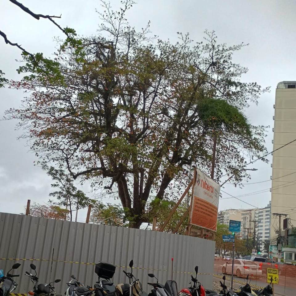 Imagem da publicação