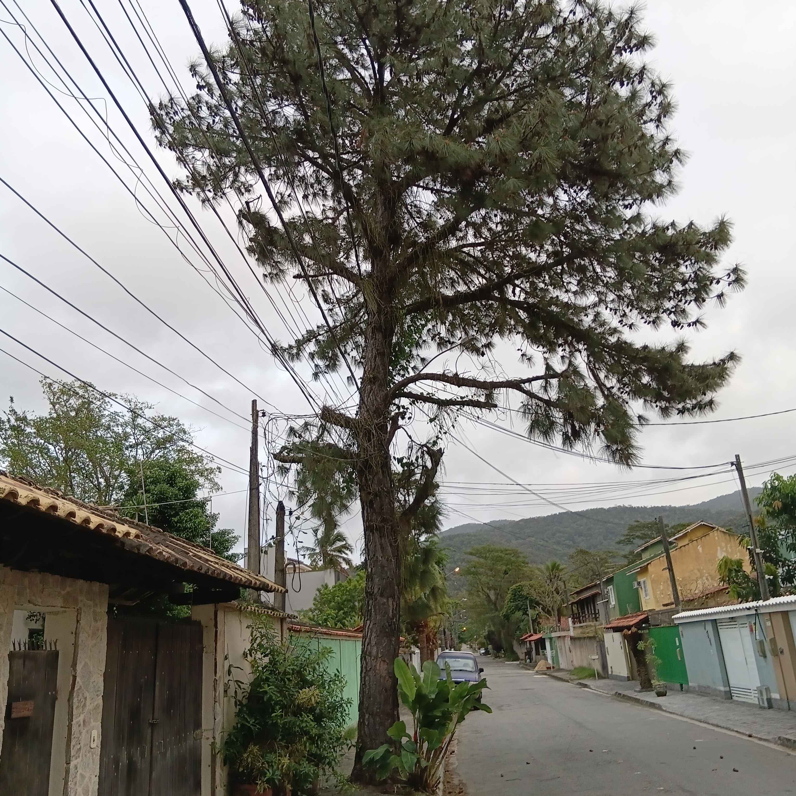 Imagem da publicação