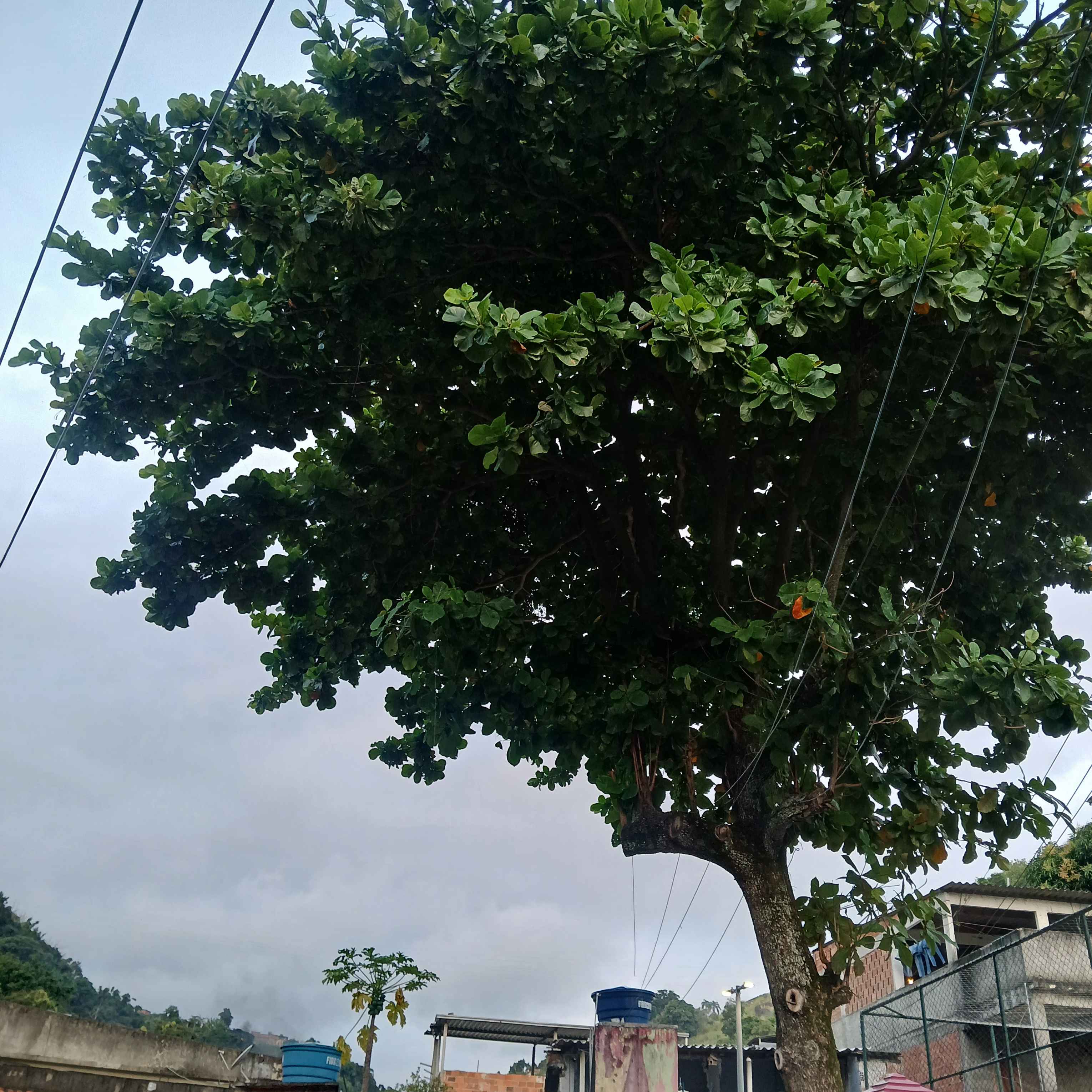 Imagem da publicação