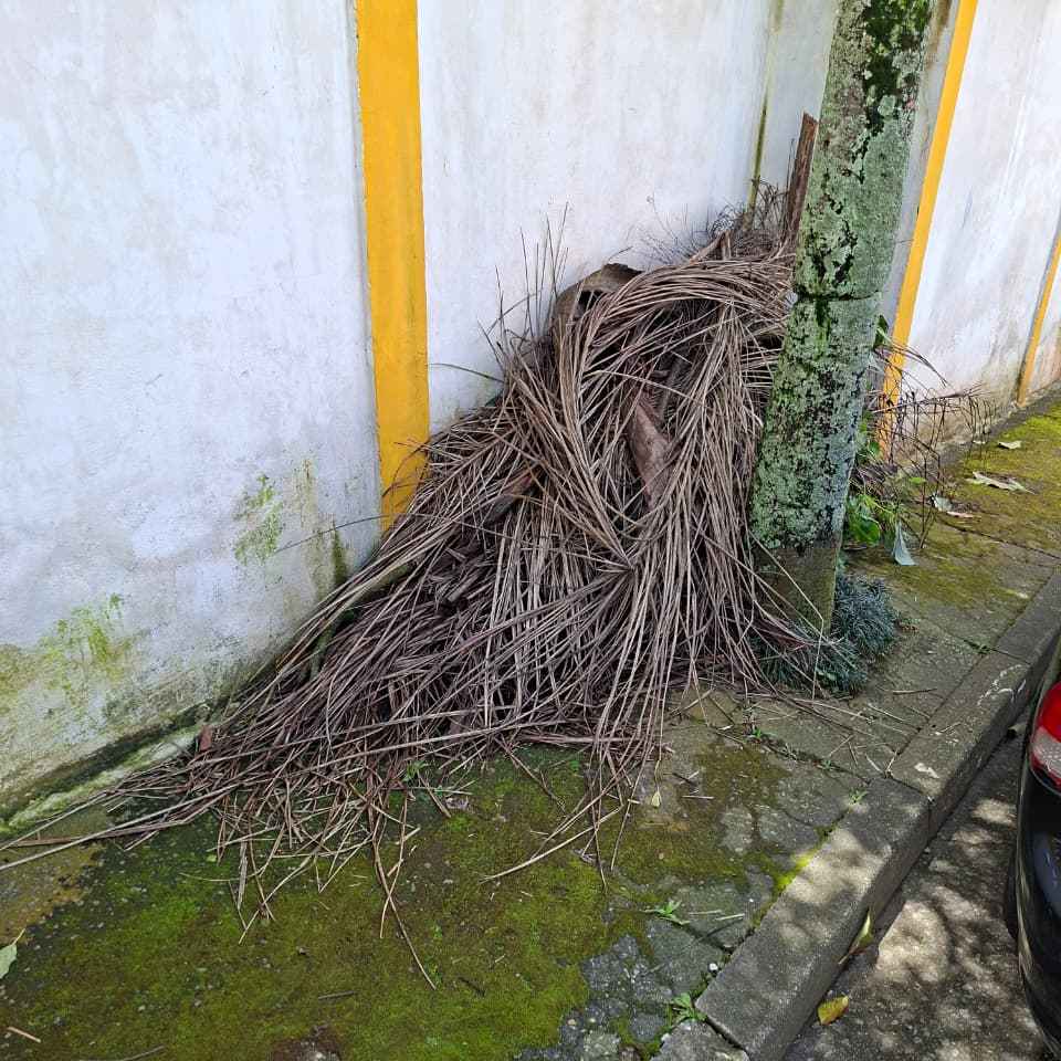 Imagem da publicação