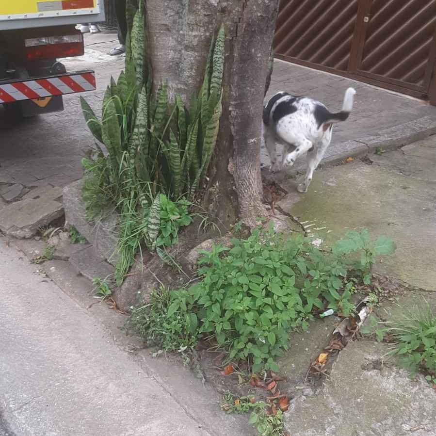 Imagem da publicação