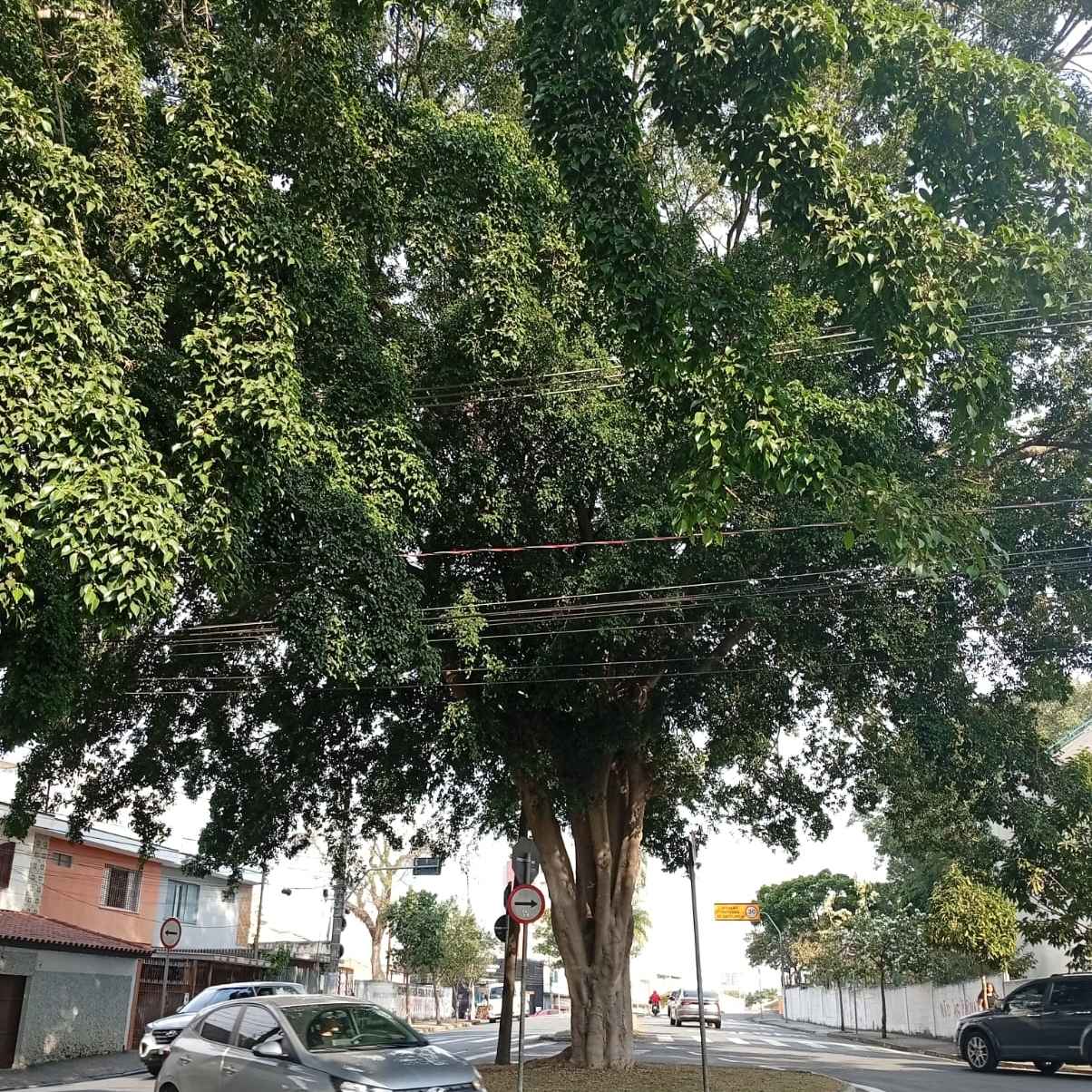 Imagem da publicação